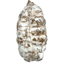 Jesus de Lyon 2.2kg