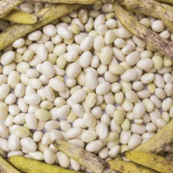 Sabarot Dried Haricot Coco Beans 5kg