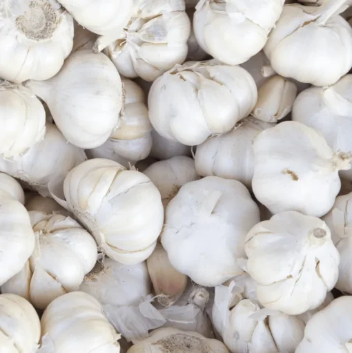 White Garlic Braid 1kg COMING SUMMER 2025